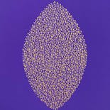 Gold Lace (Purple)