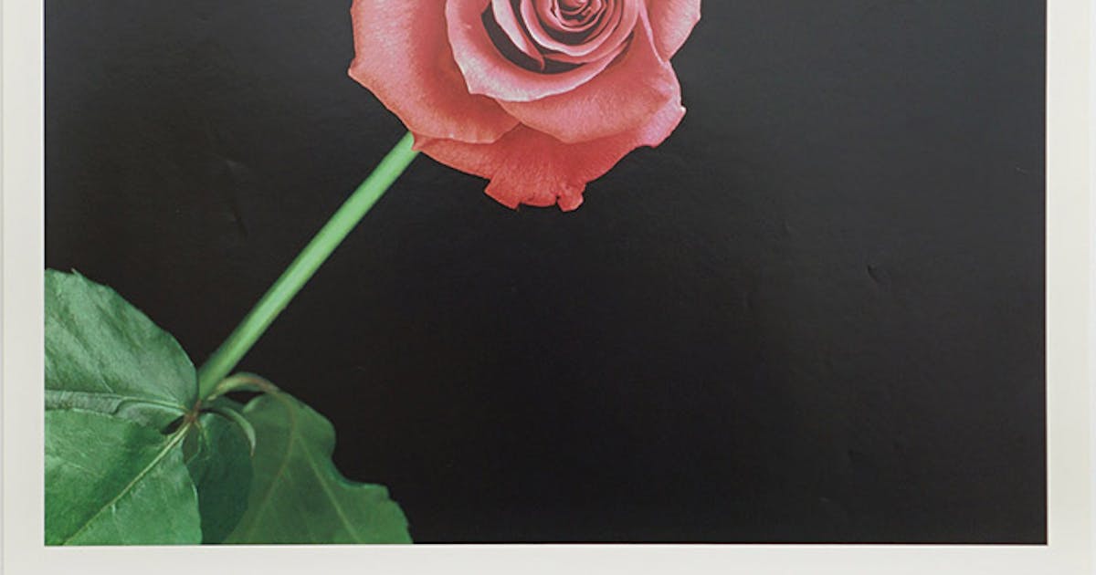 Rose Poster ロバート メイプルソープの販売 通販 Oil By 美術手帖 Rose Poster ロバート メイプルソープの販売 通販 Oil By 美術手帖