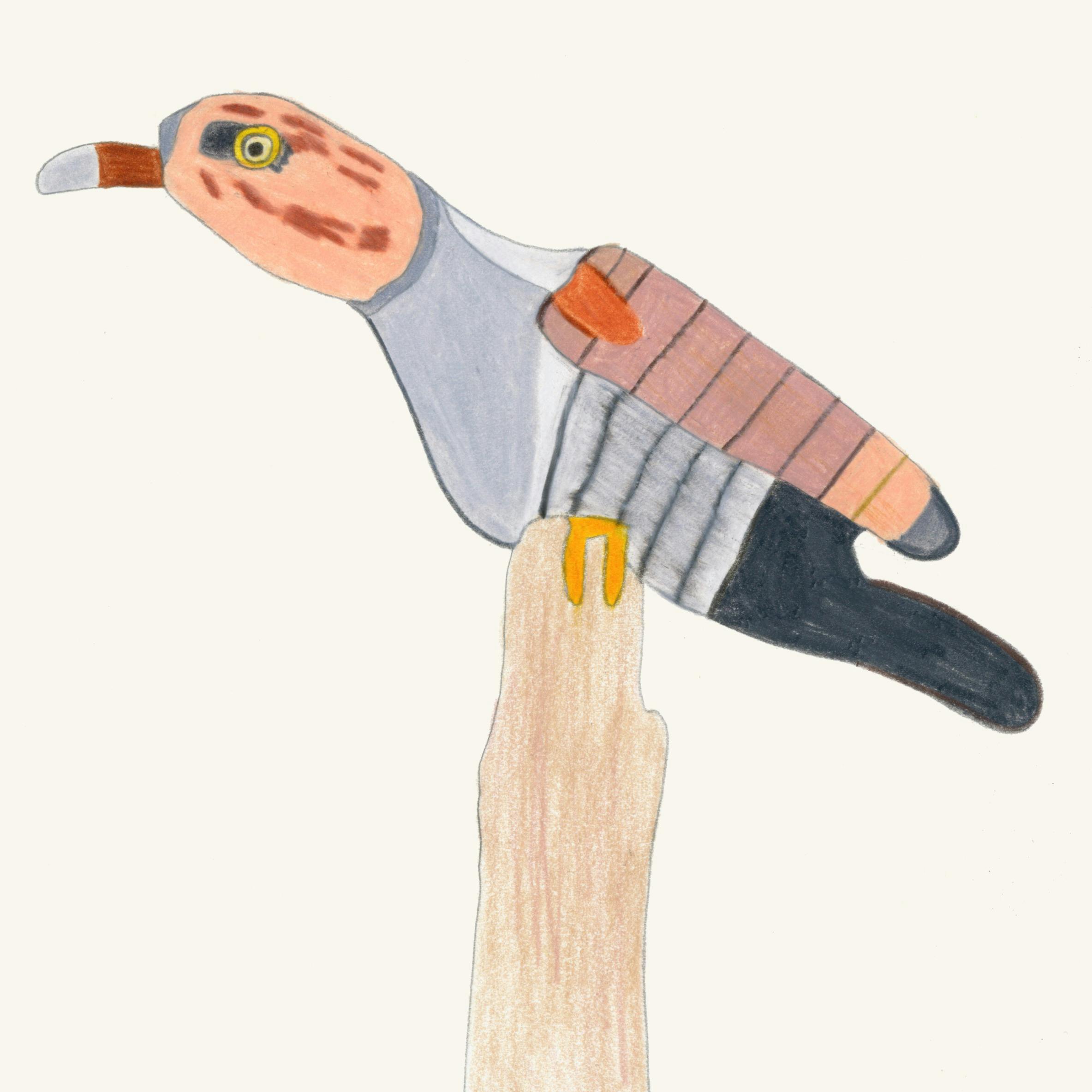 イモガイ カッコウ