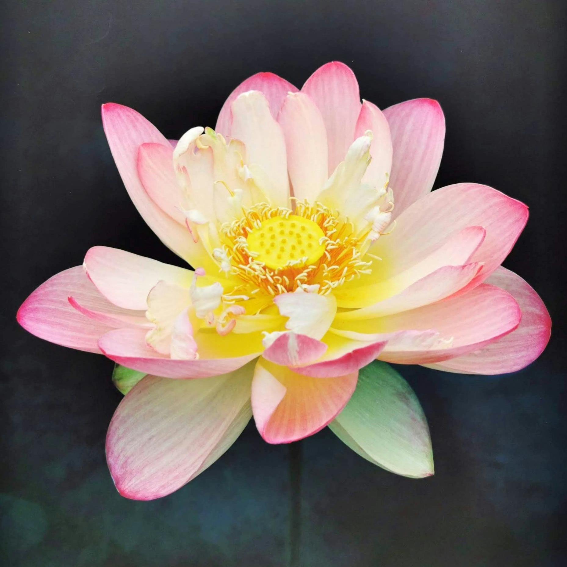 ミセス・スローカム2