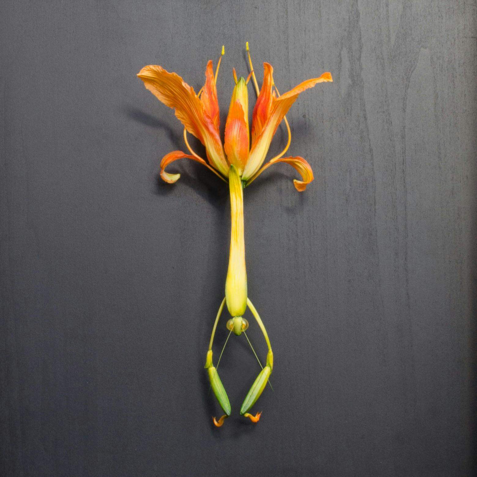 Hemerocallis fulva var. kwanso （2022.7.23,Kyoto.Japan）