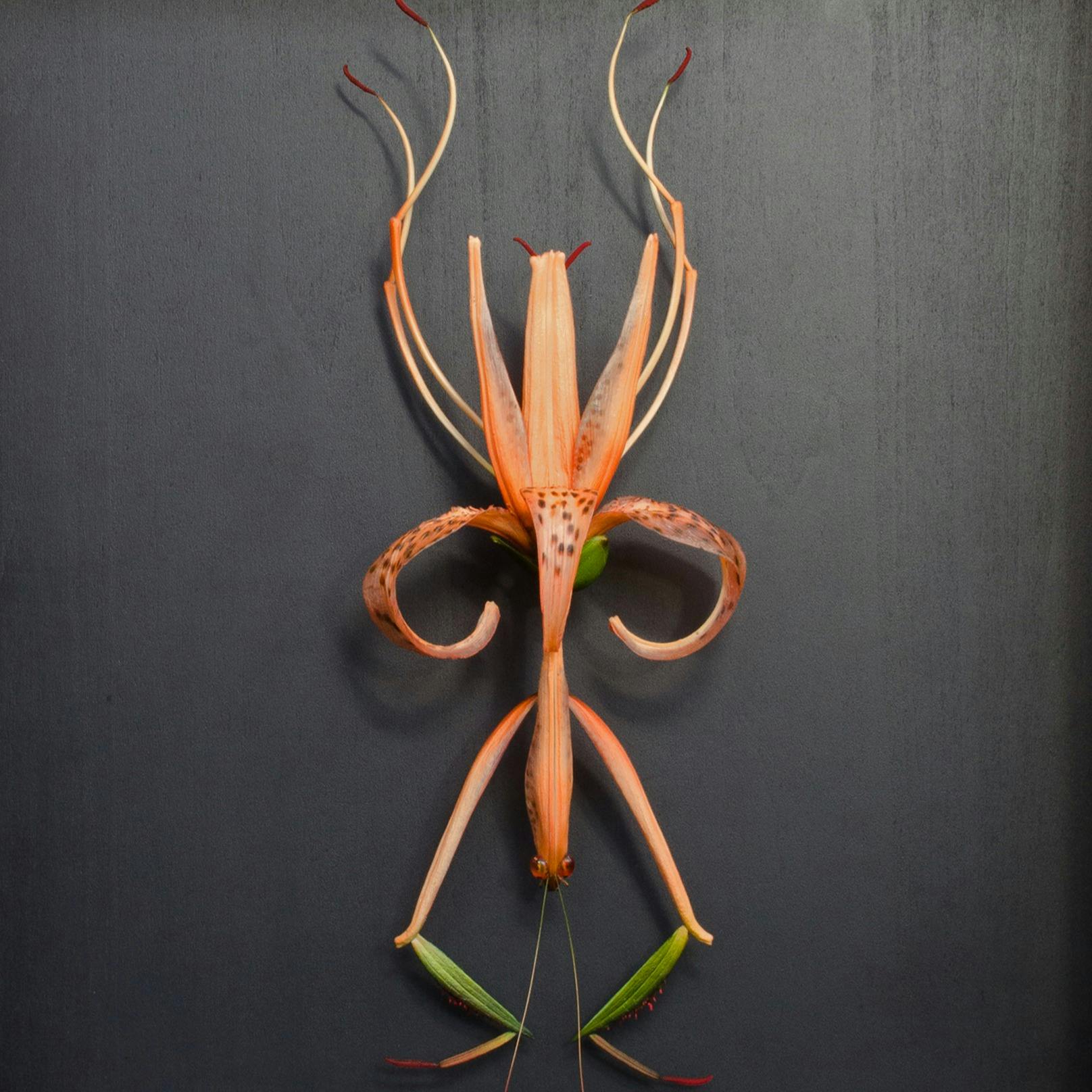 Lilium lancifolium （2022.8.7,Kyoto.Japan）