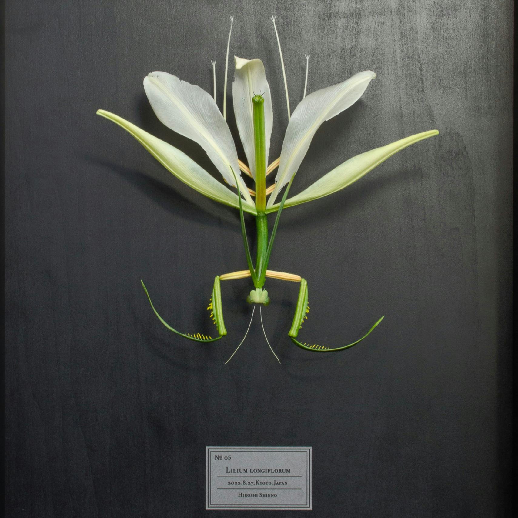 Lilium longiflorum （2022.8.27,Kyoto.Japan）