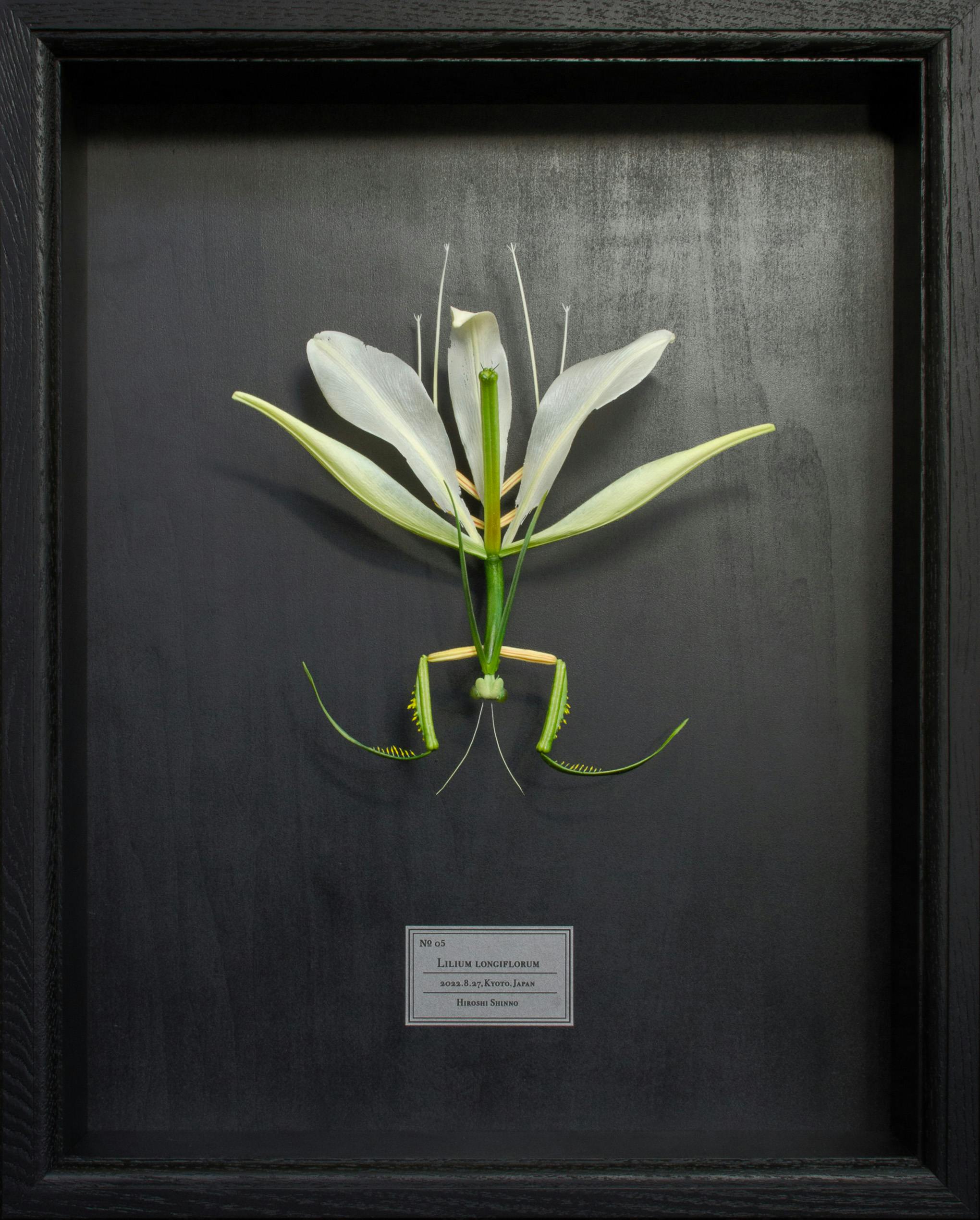 Lilium longiflorum （2022.8.27,Kyoto.Japan）