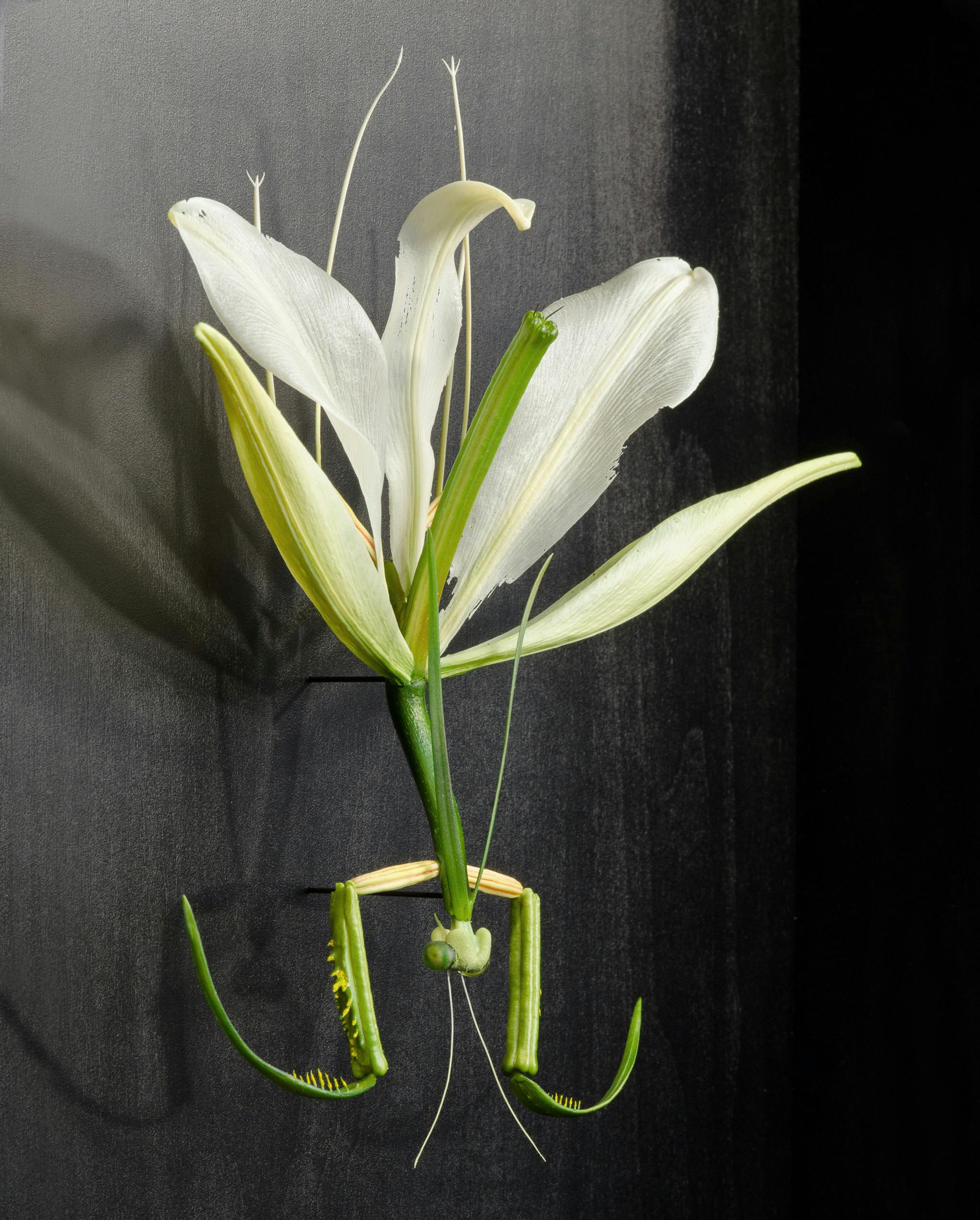 Lilium longiflorum （2022.8.27,Kyoto.Japan）