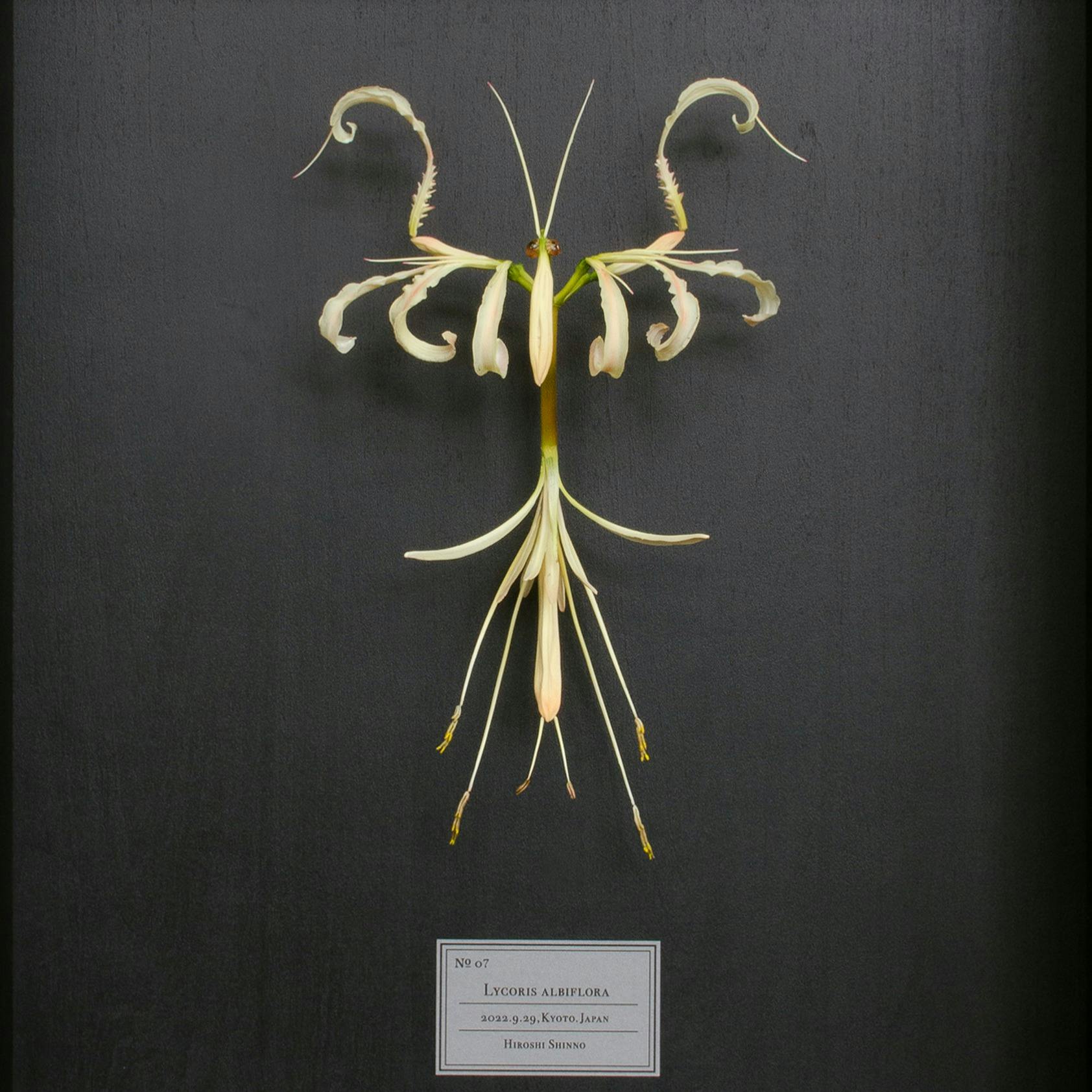 Lycoris albiflora （2022.9.29,Kyoto.Japan）