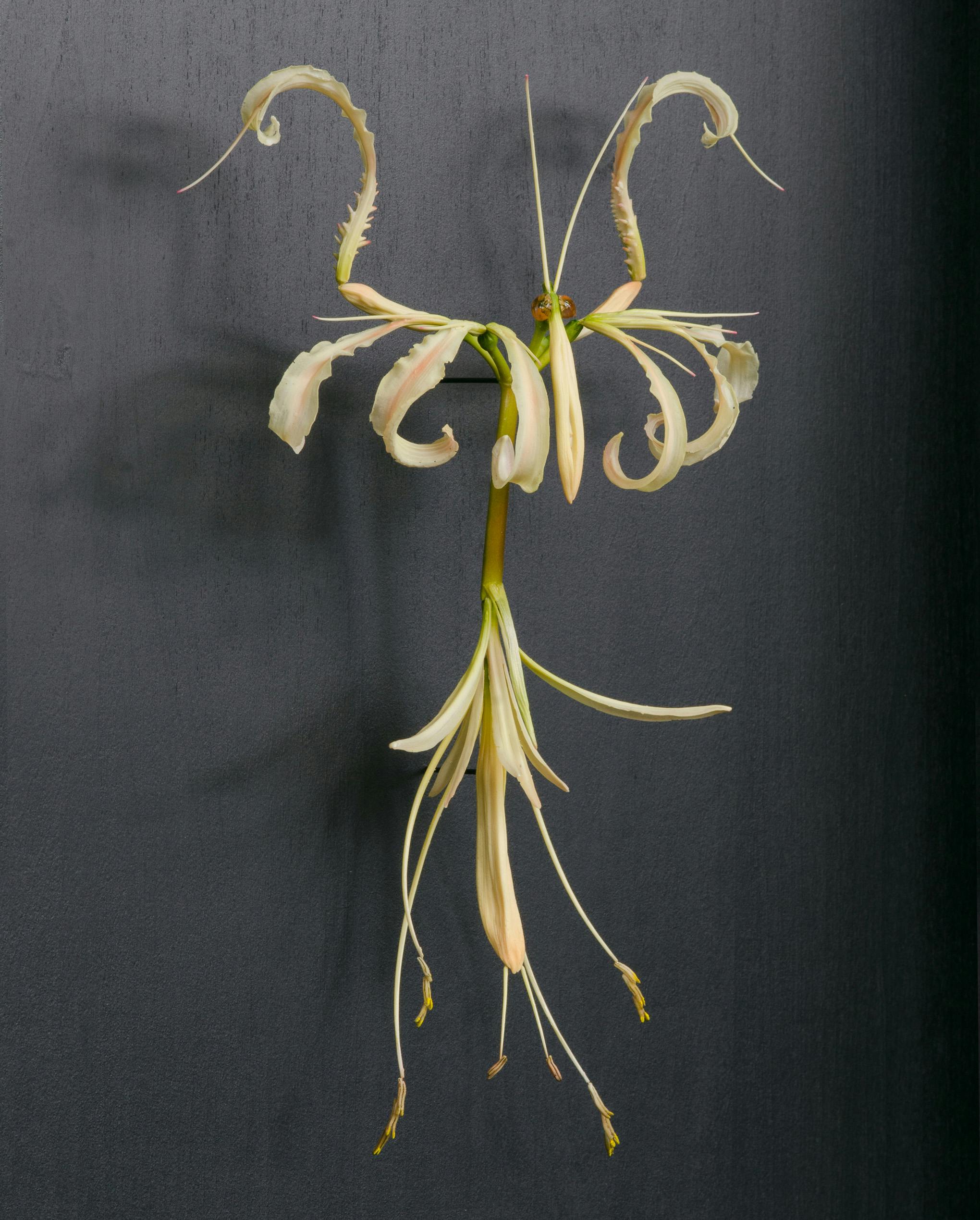 Lycoris albiflora （2022.9.29,Kyoto.Japan）