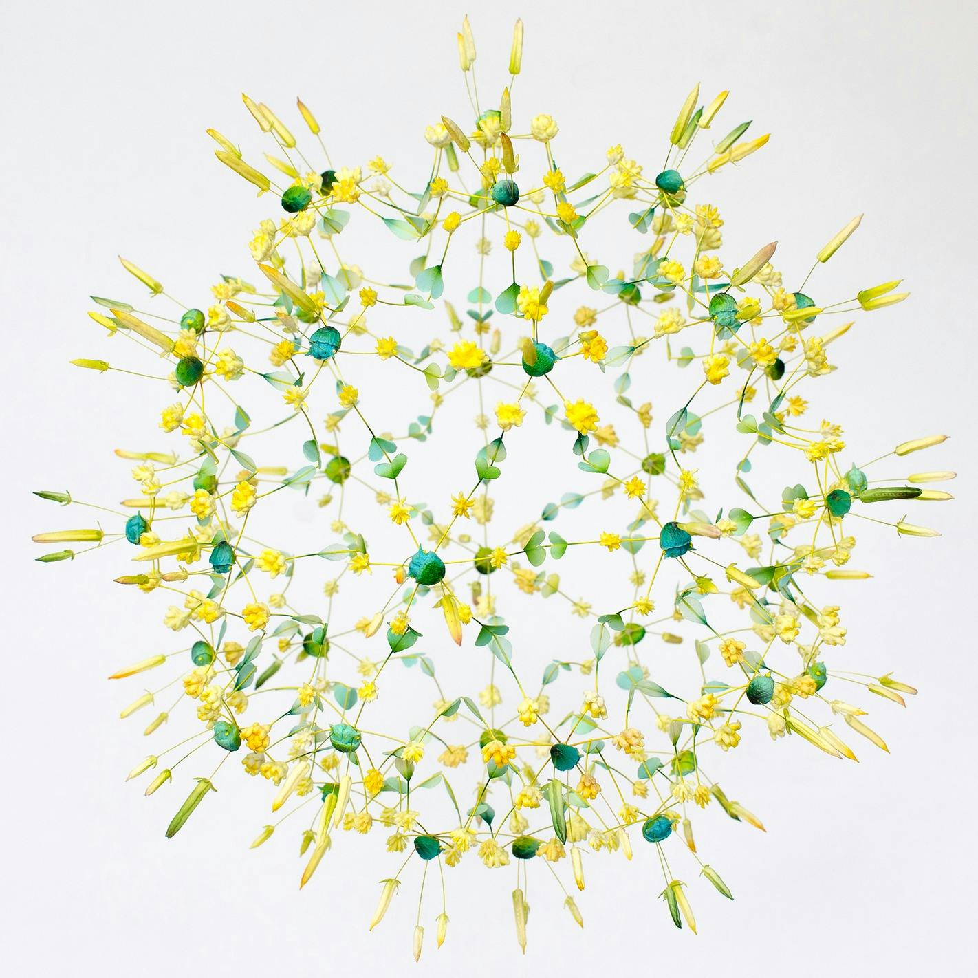 生命の房（2021.6.2,Kyoto.Japan）