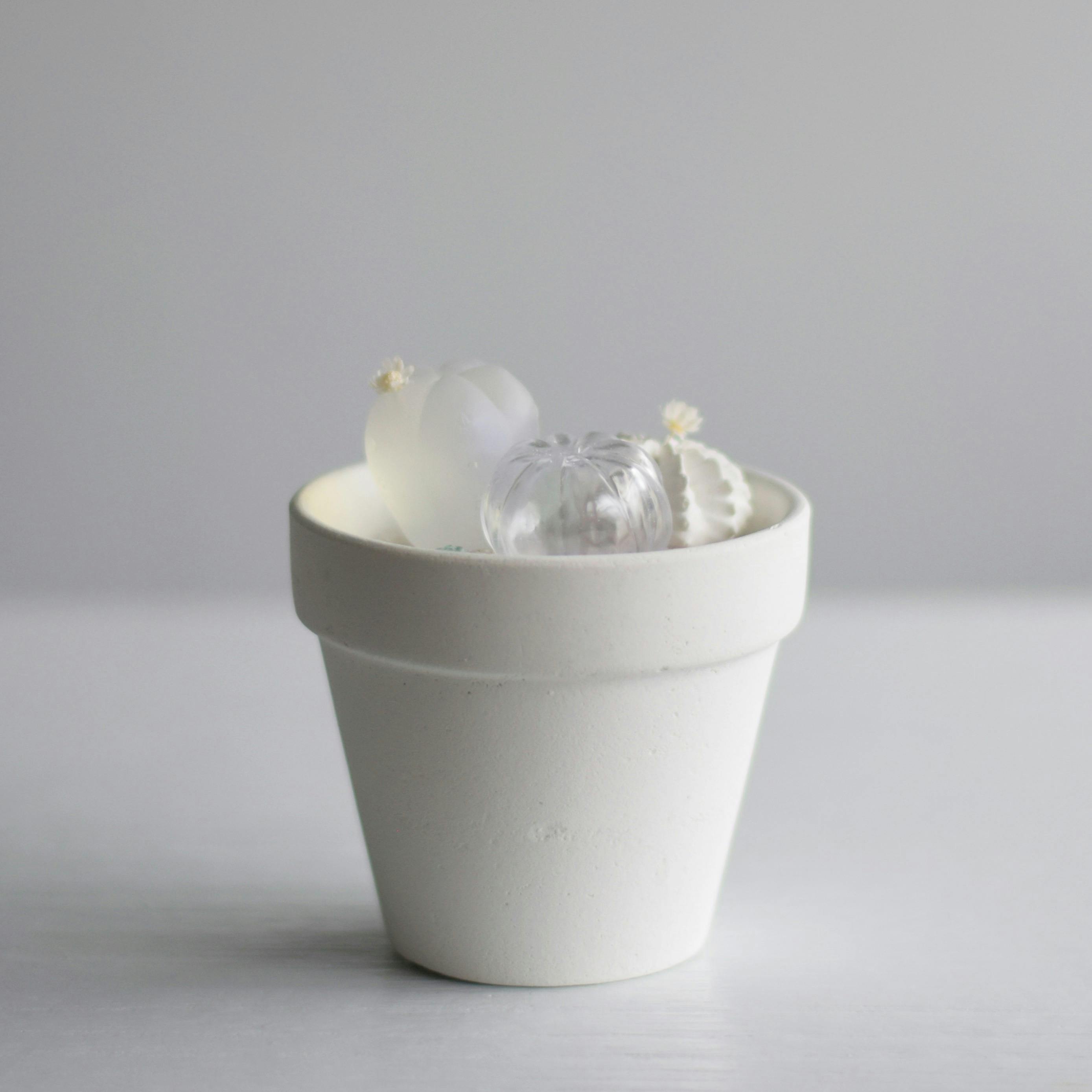 null cactus（寄せ植え）