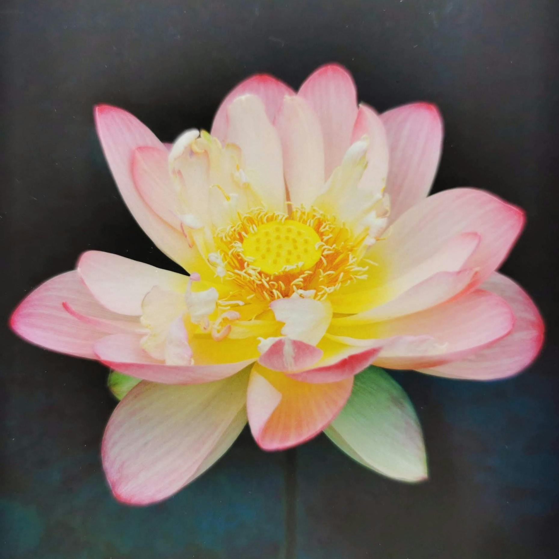 10×10 -テンバイテン-ミセス・スローカム