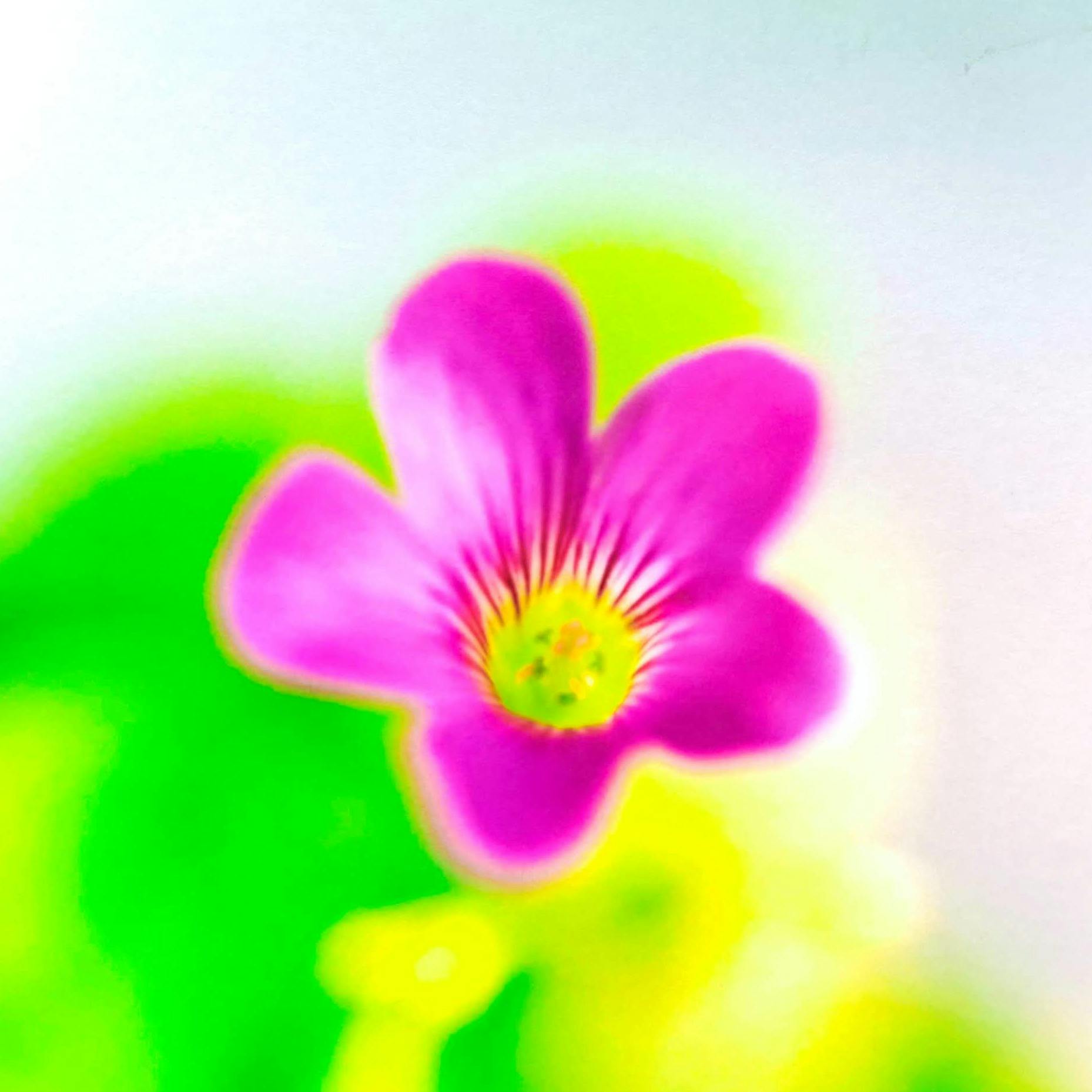 10×10 -テンバイテン-カタバミ