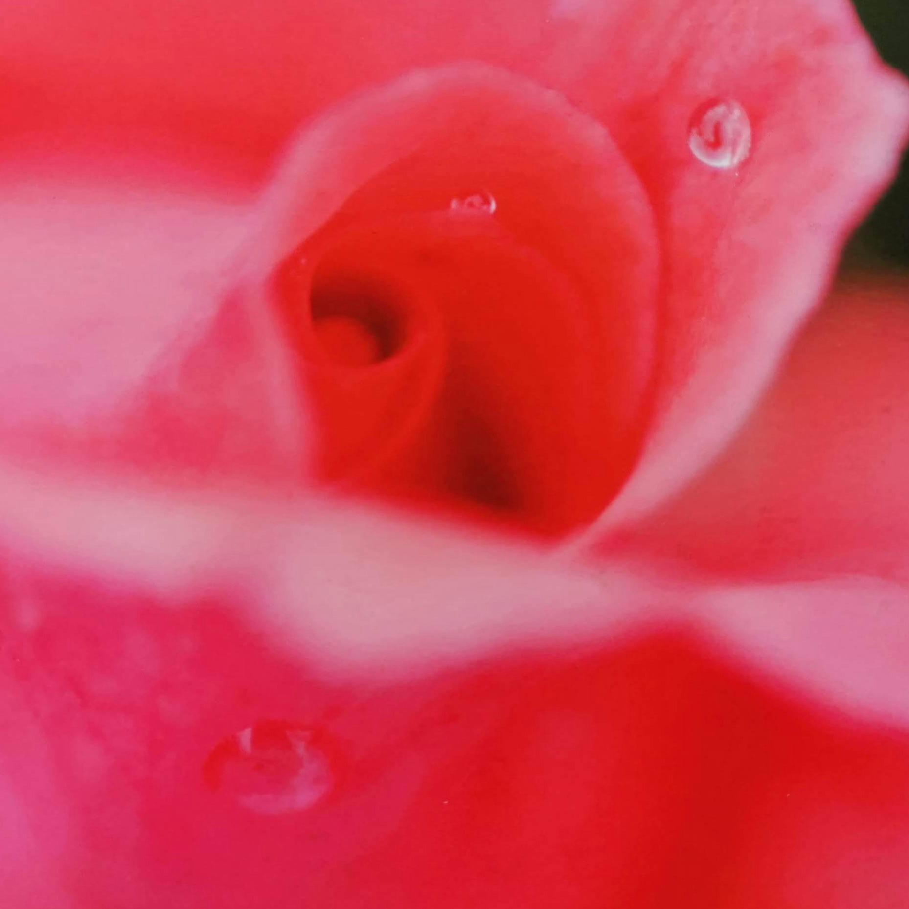 10×10 -テンバイテン-バラ