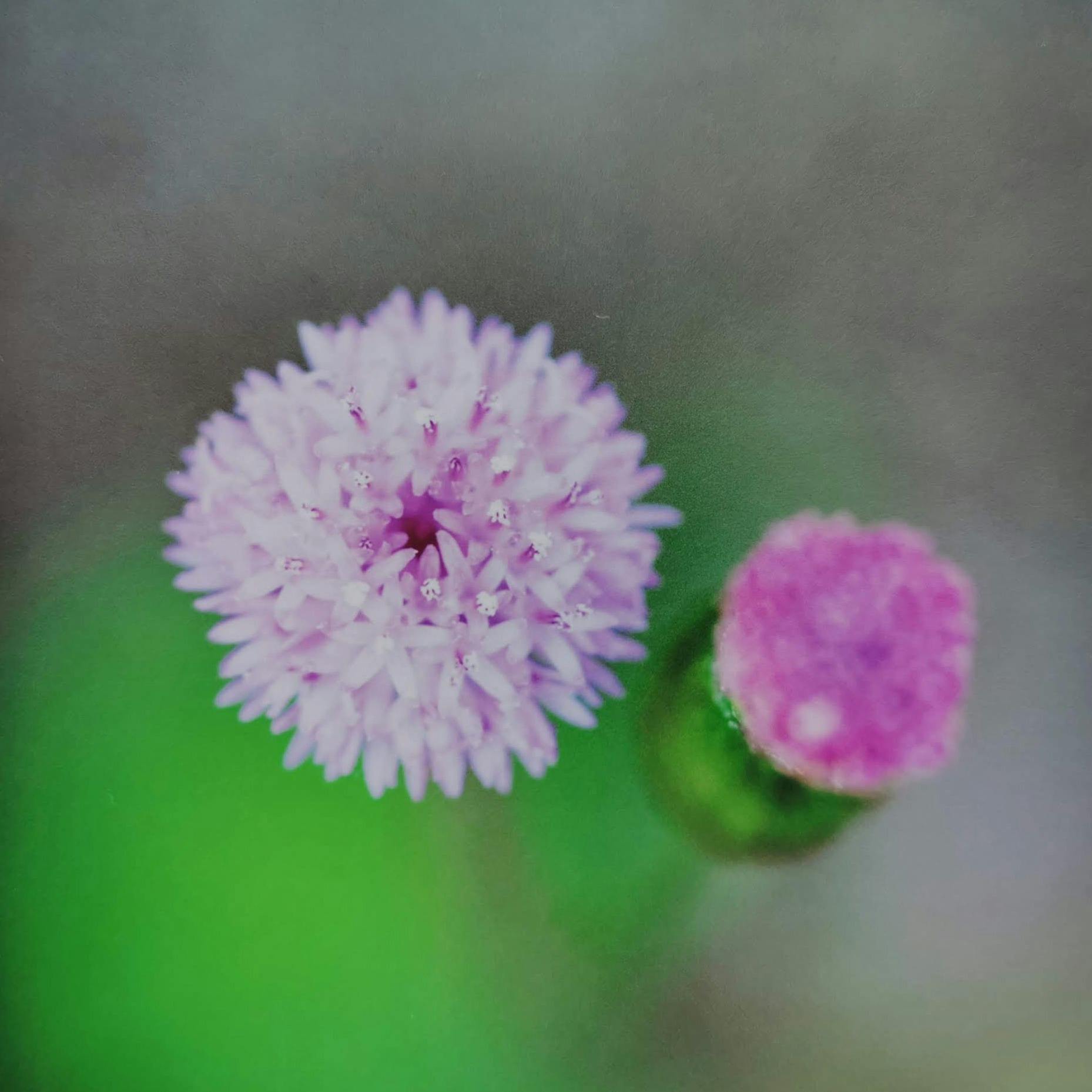 10×10 -テンバイテン-レッドクローバー