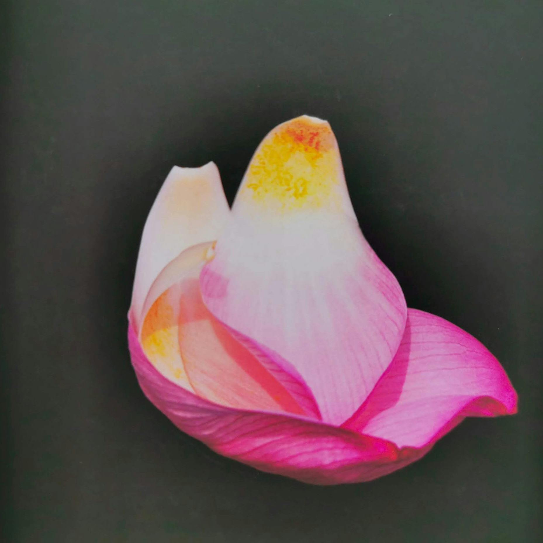 10×10 -テンバイテン-バラ