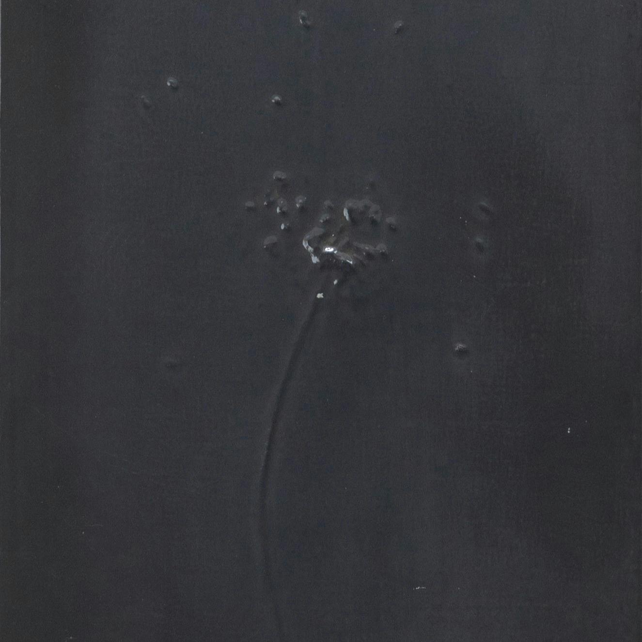 関係—植物・HIROSHIMAのタンポポ　2001-3