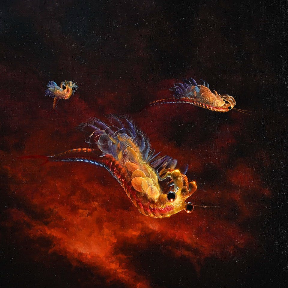 ホウネノマキア