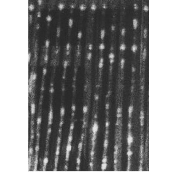 Dash Snow: Love Roses