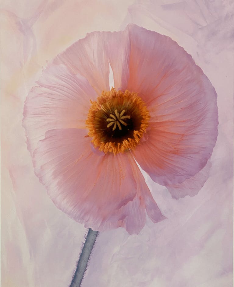 Antonio Redaelli, Pavavero Chiaro, 2010