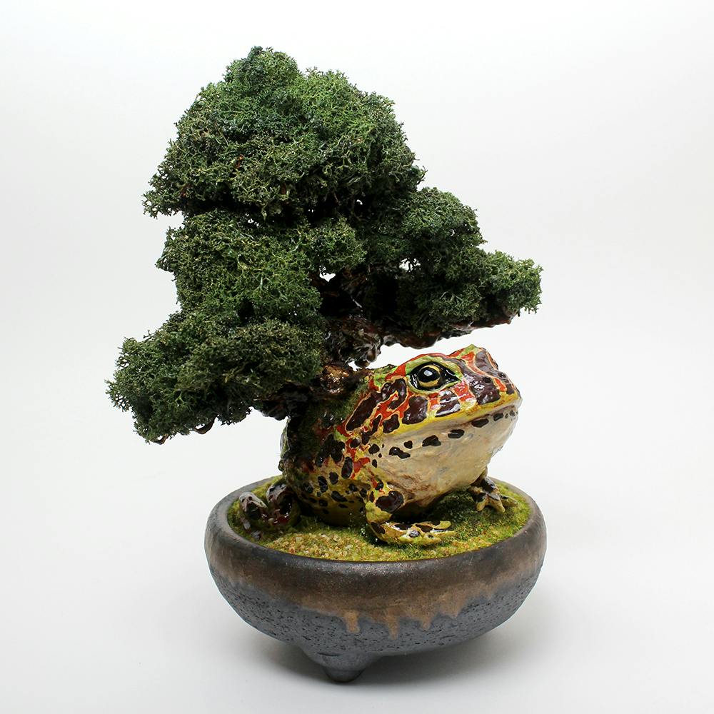 盆栽蛙 ベルカド