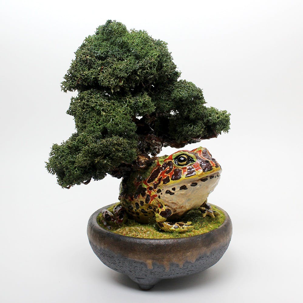 盆栽蛙 ベルカド