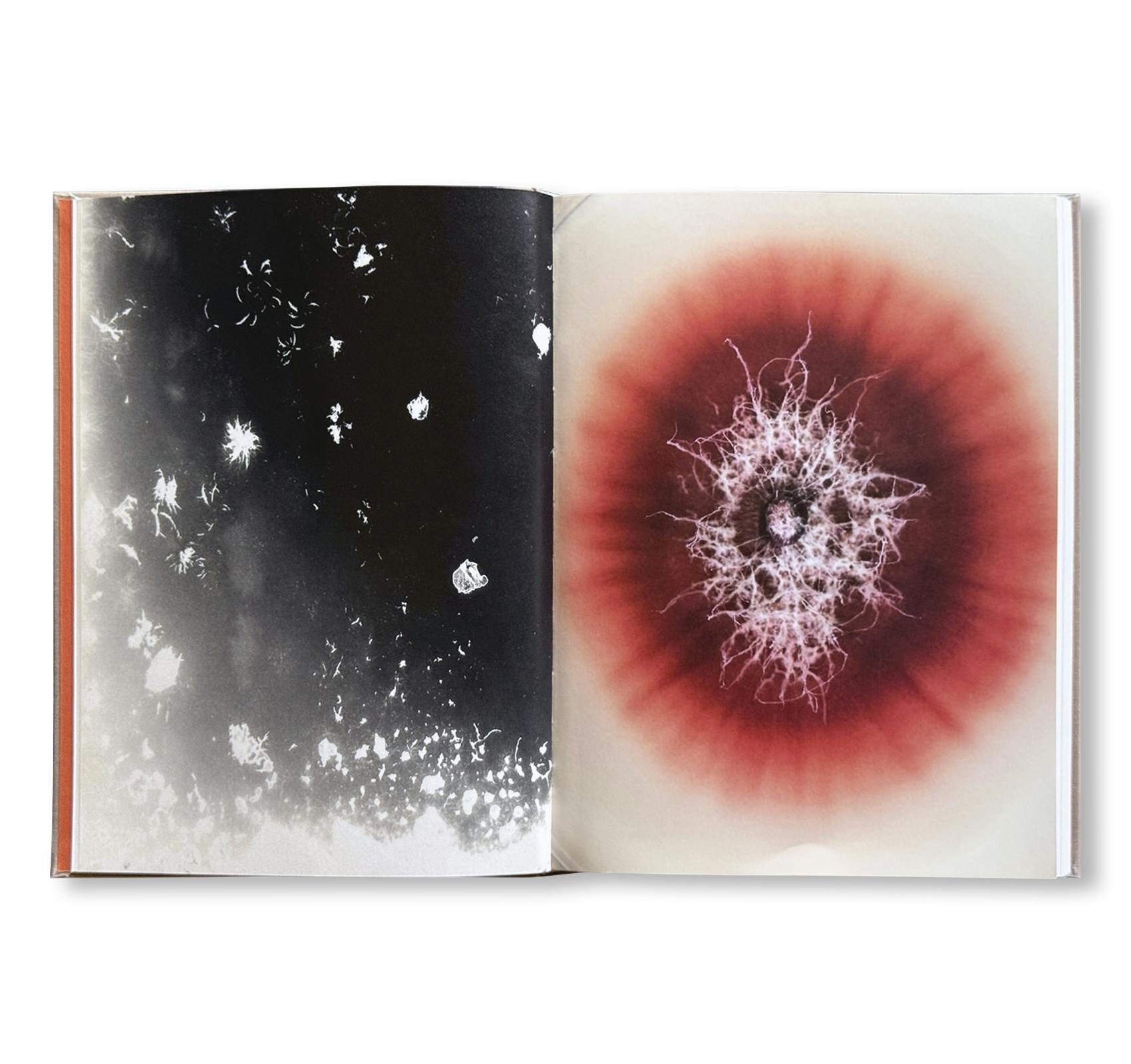 THE OUTER INNER WORLD