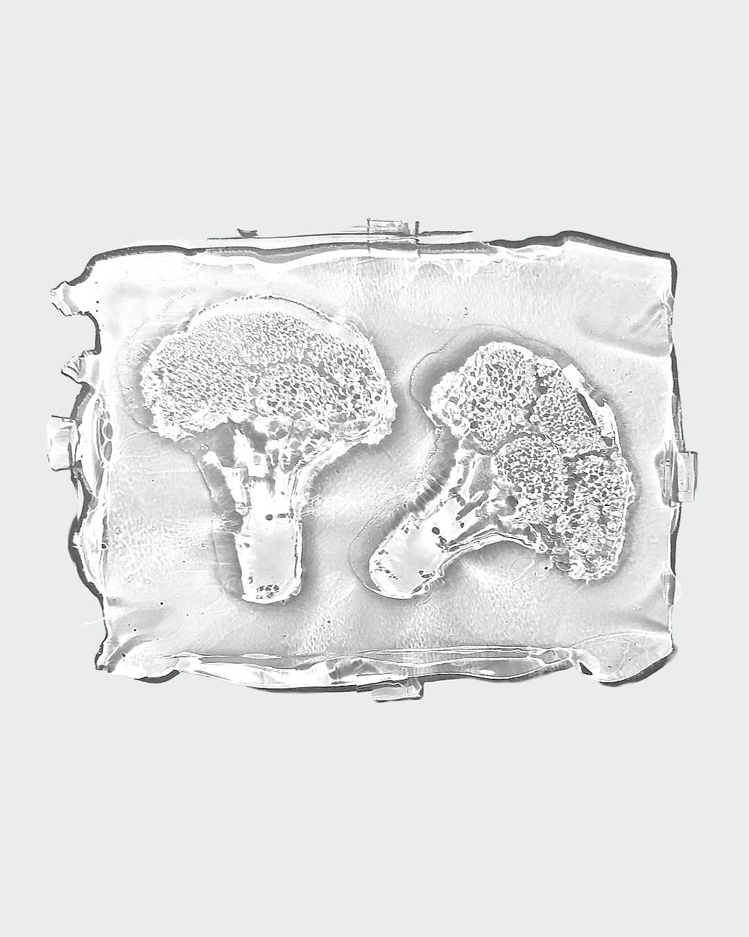 ブロッコリー II （specimenより）