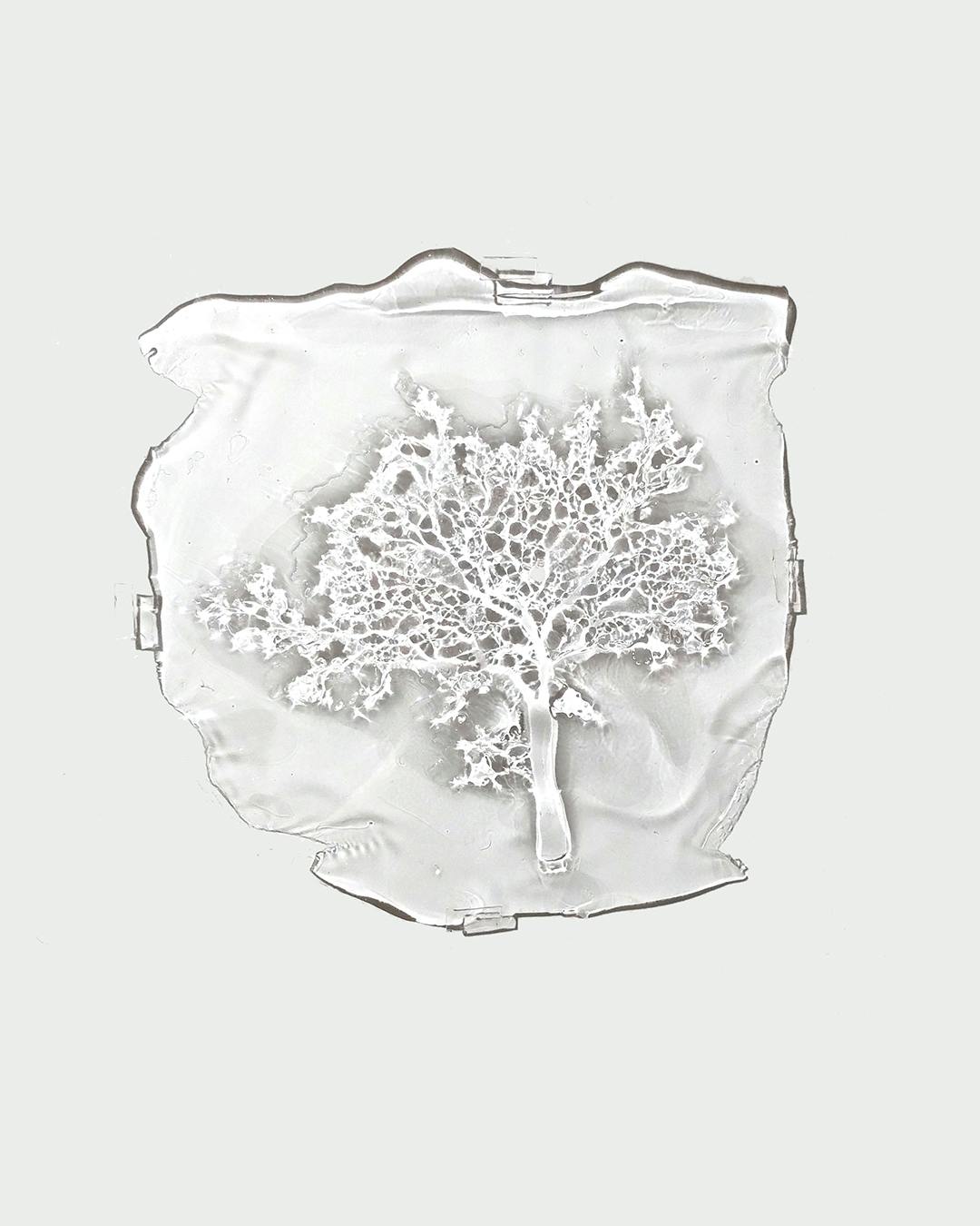 木（specimenより）