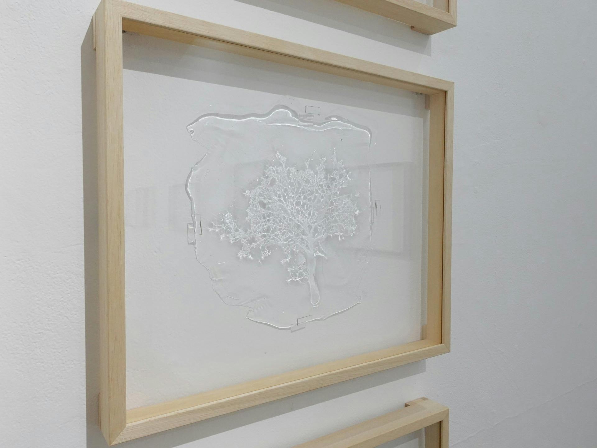 木（specimenより）