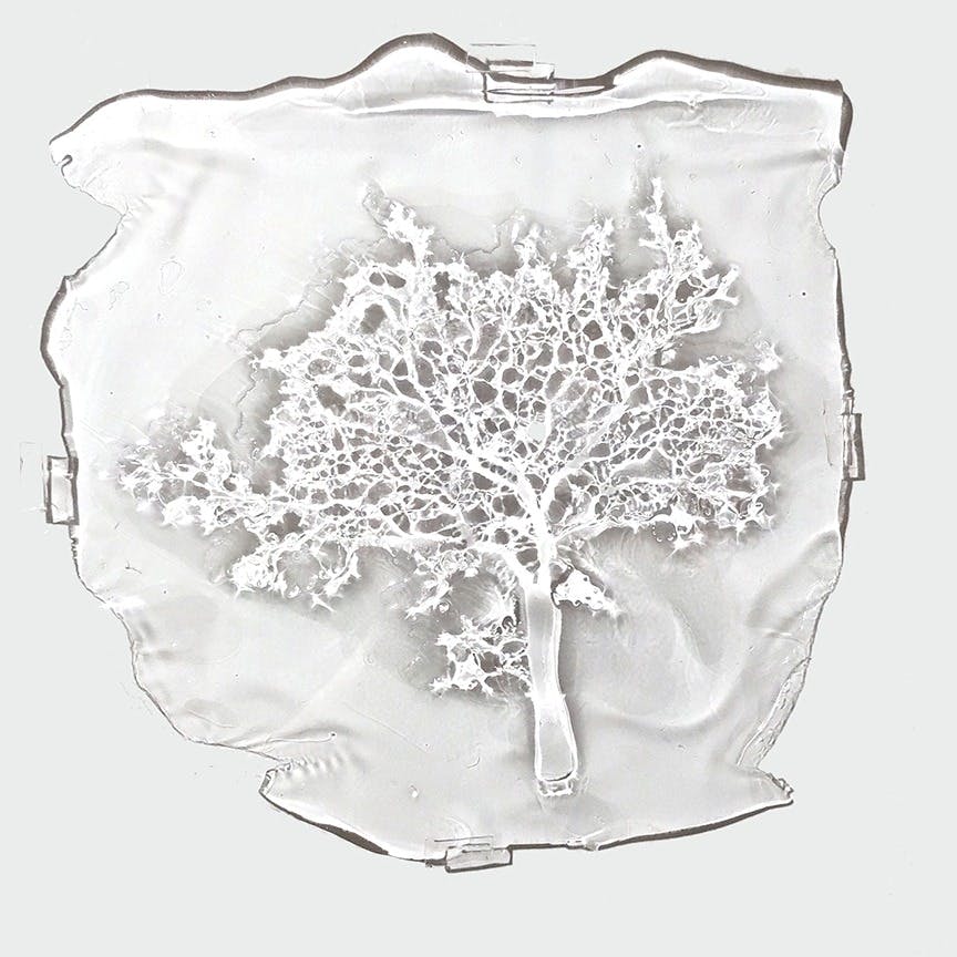 木（specimenより）