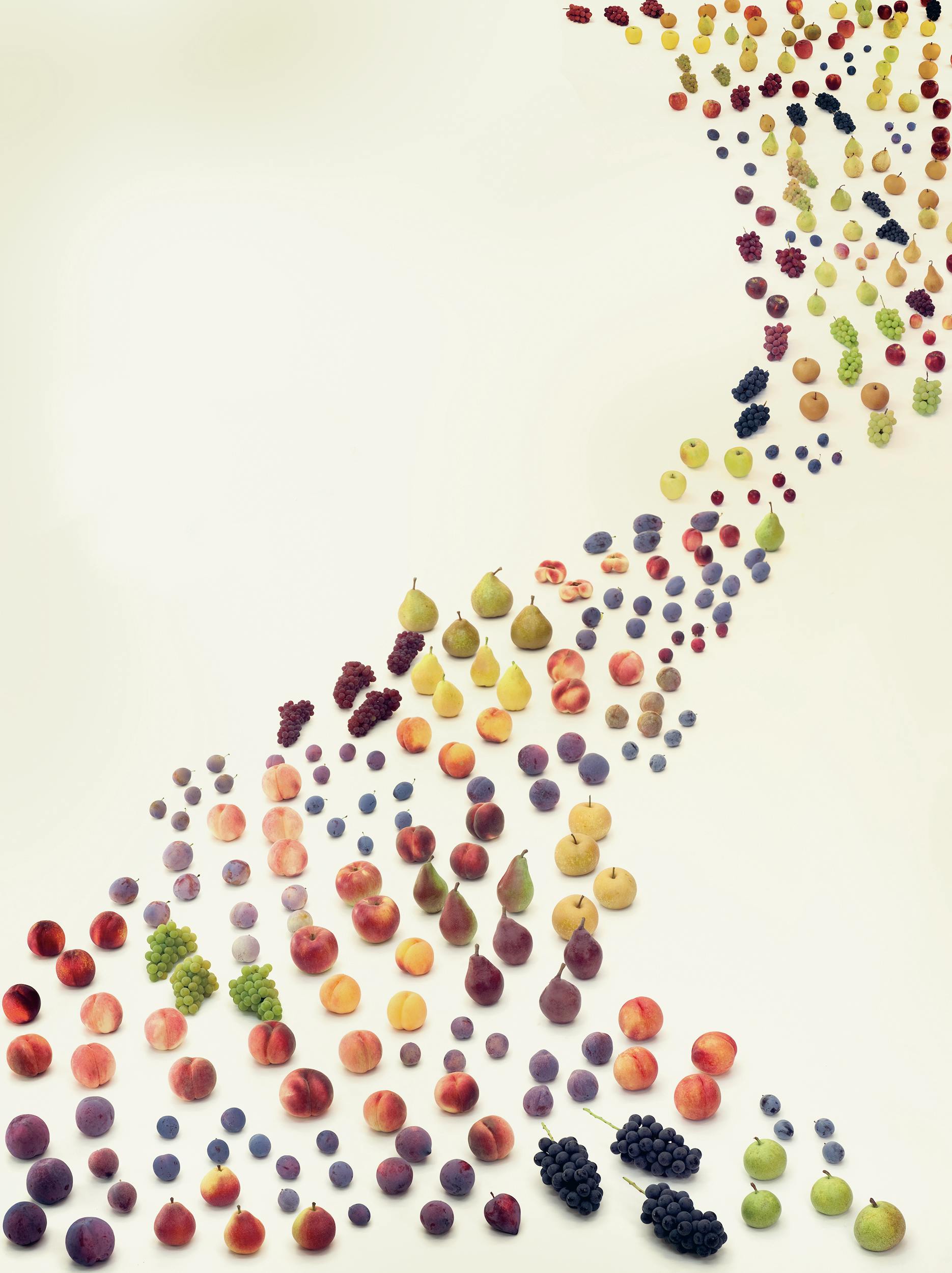 塩原真澄 / Fruits River / 10801