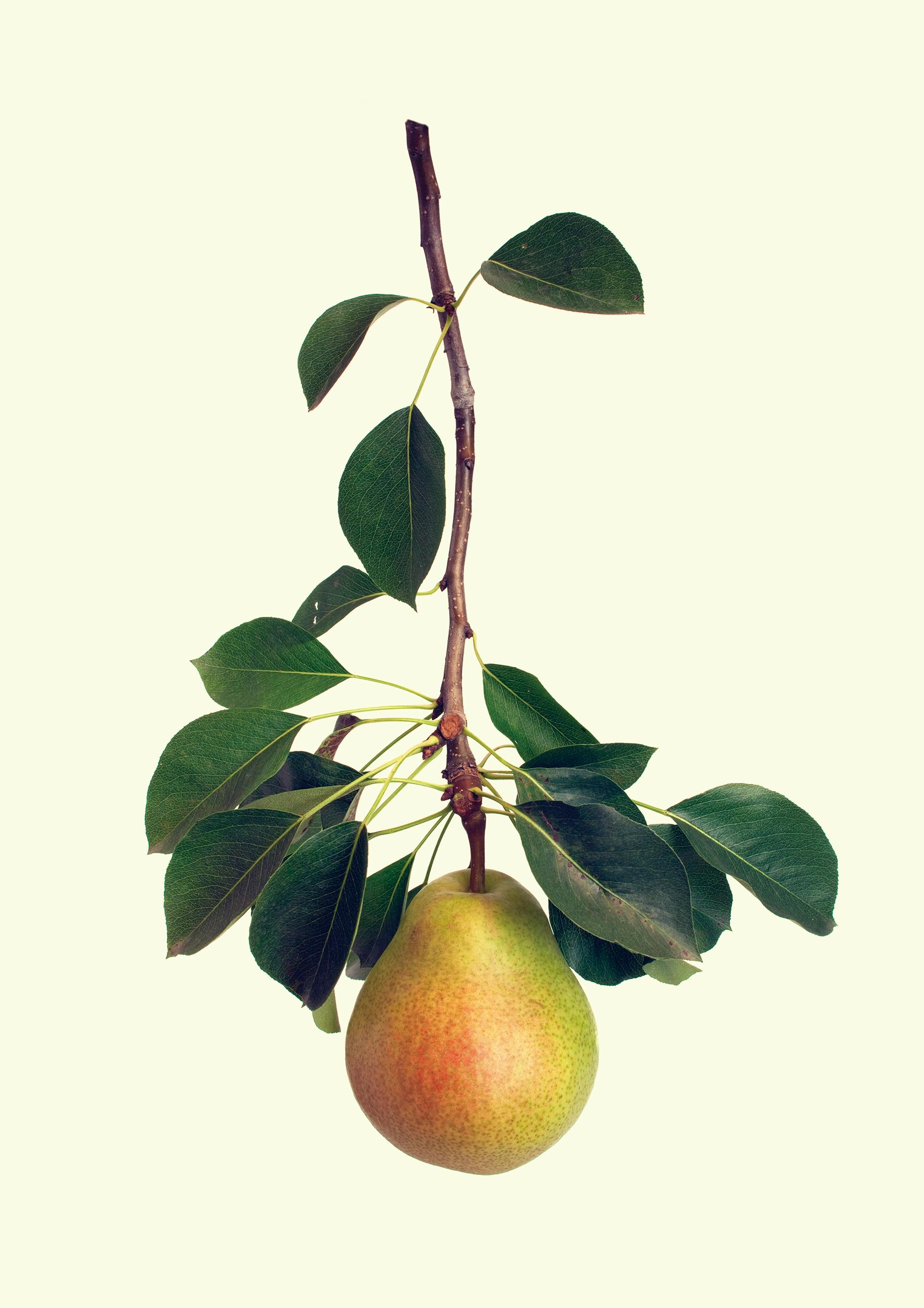 塩原真澄 / Pyrus communis L. 'Chapin' / 10802