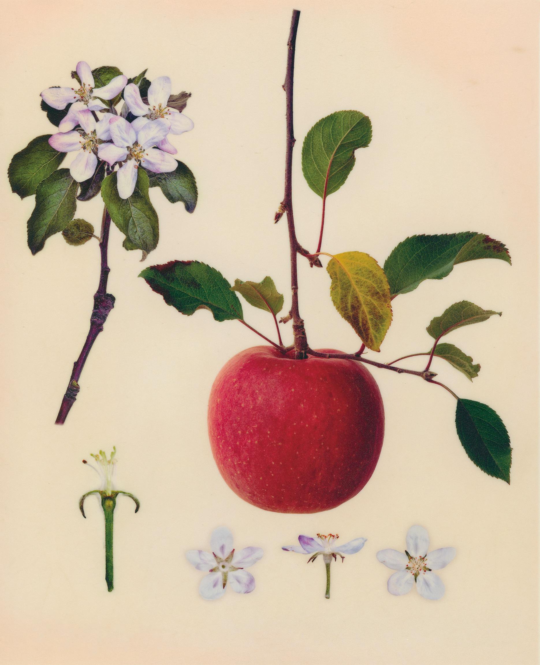 塩原真澄 / Malus pumila Mill. 'Fuji' / 10803