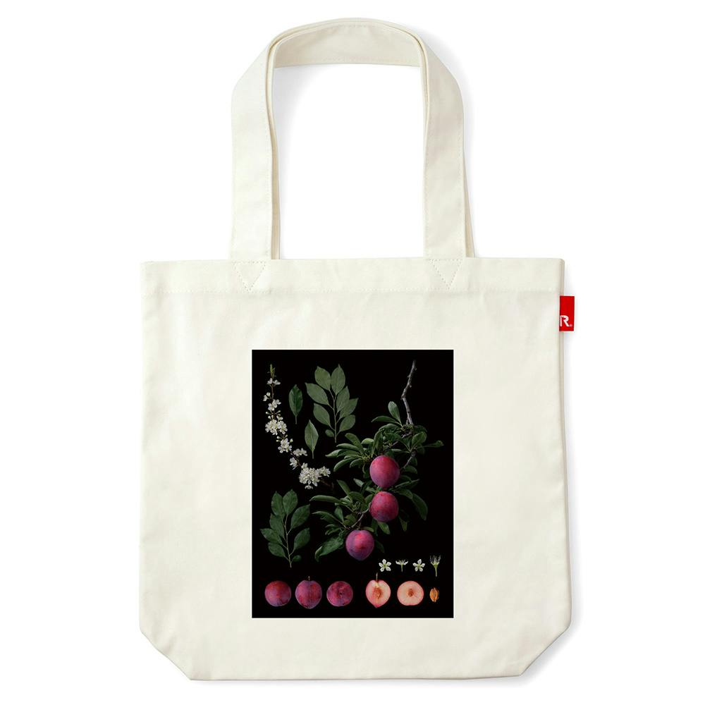 塩原真澄 / Prunus salicinca Lindl. 'Shiho' / 10805