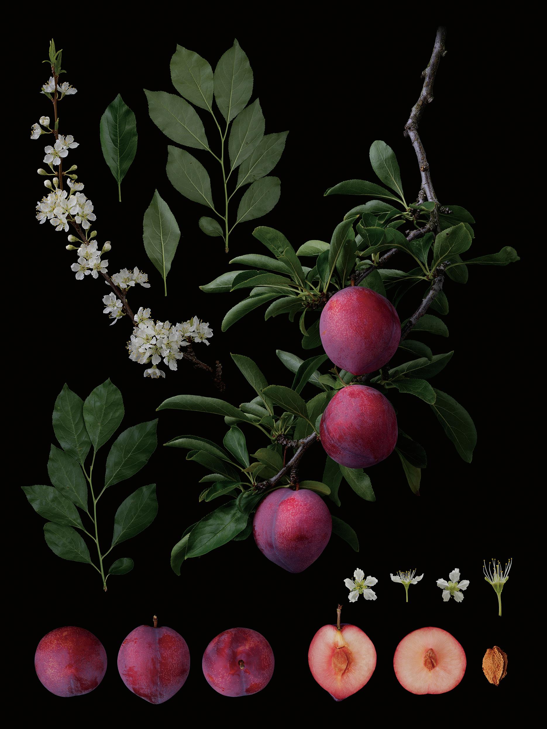 塩原真澄 / Prunus salicinca Lindl. 'Shiho' / 10805