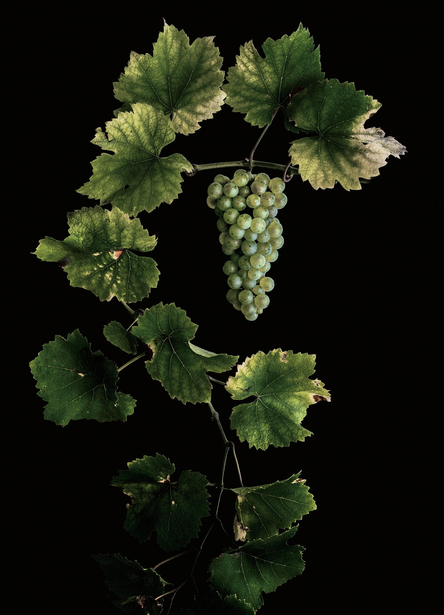 塩原真澄 / Vitis vinifera 'Riesling' / 10806