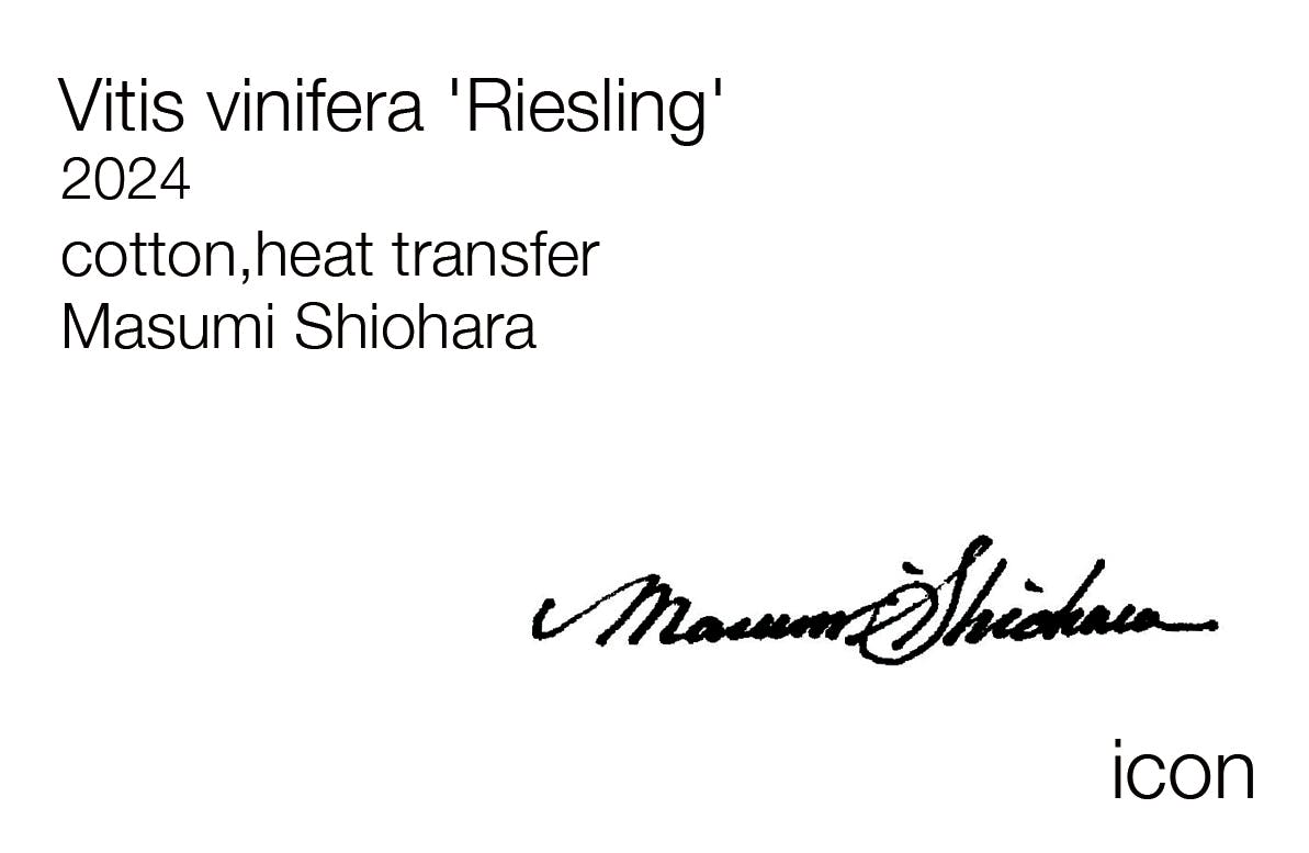 塩原真澄 / Vitis vinifera 'Riesling' / 10806