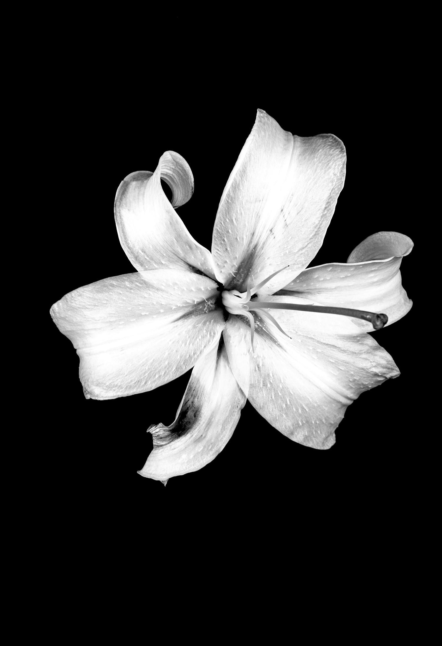 栗棟 美里 / Lily_BK / 012203