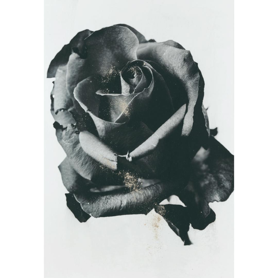 栗棟 美里 / Condolence / Rose_WH #2 / 012204