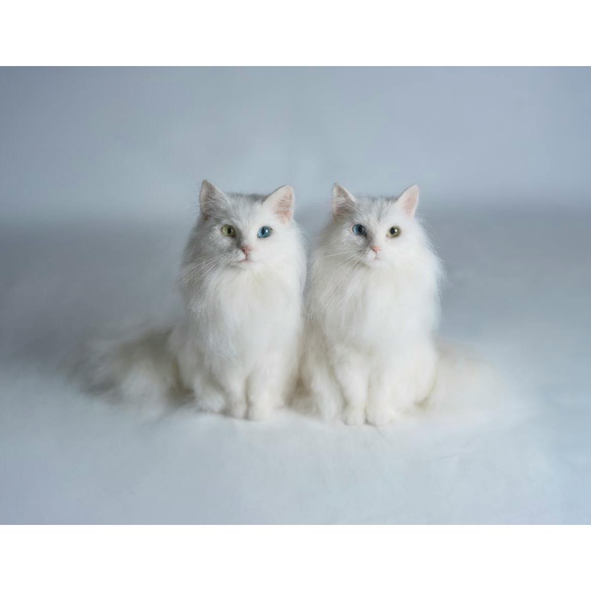 Guardians of Peace | White Cats