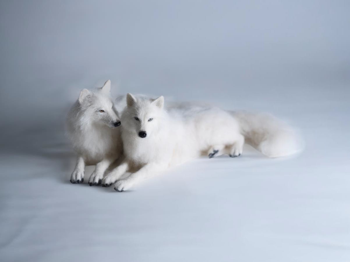 Guardians of Courage | White Wolf