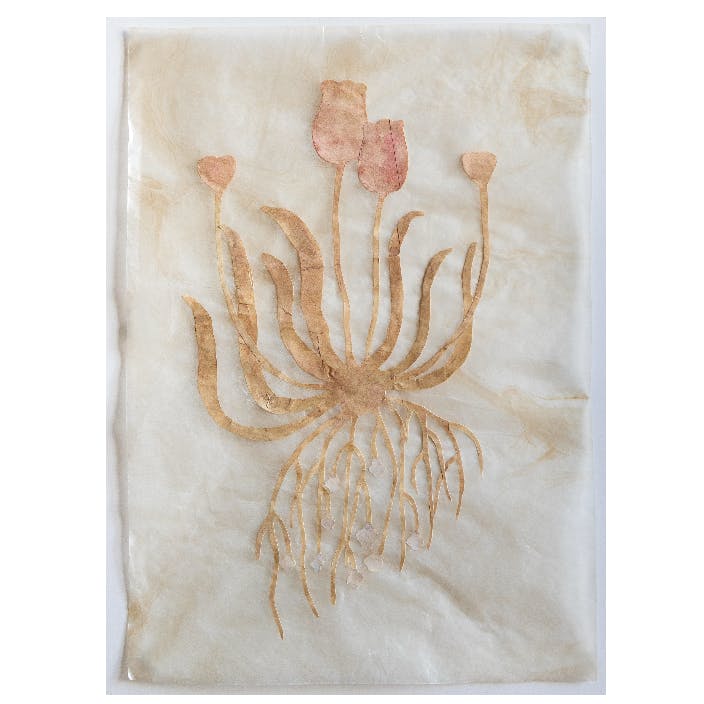 花ひとつ（ももいろのチューリップ）