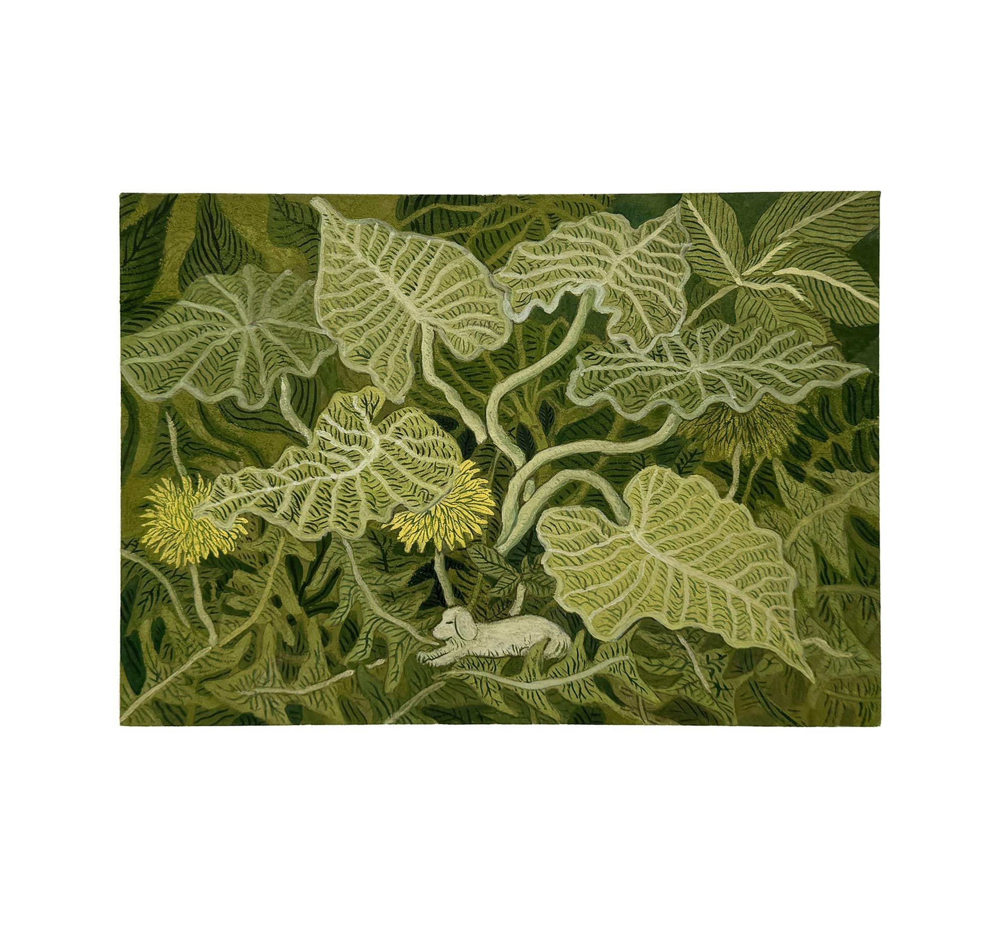 クワズイモとタンポポ