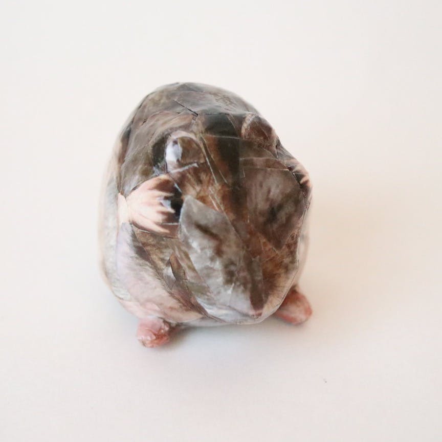 まだ何もわからないお子さんハム