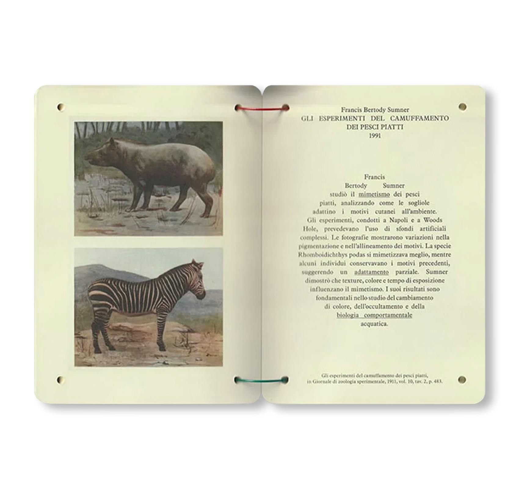 THESAURUS OF CHILD ECOLOGY