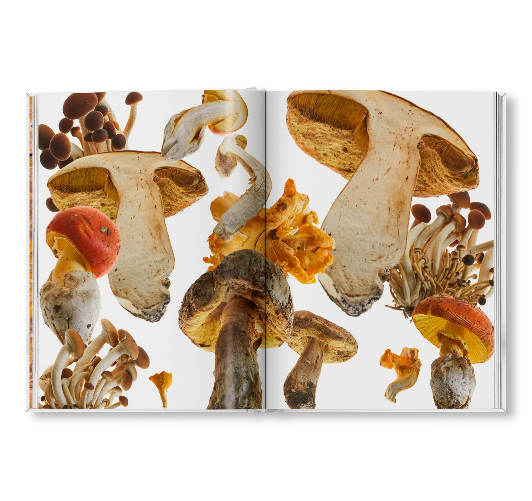 THE GOURMAND'S MUSHROOM. A COLLECTION OF STORIES AND RECIPES