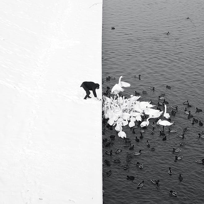 A Man Feeding Swans in the Snow