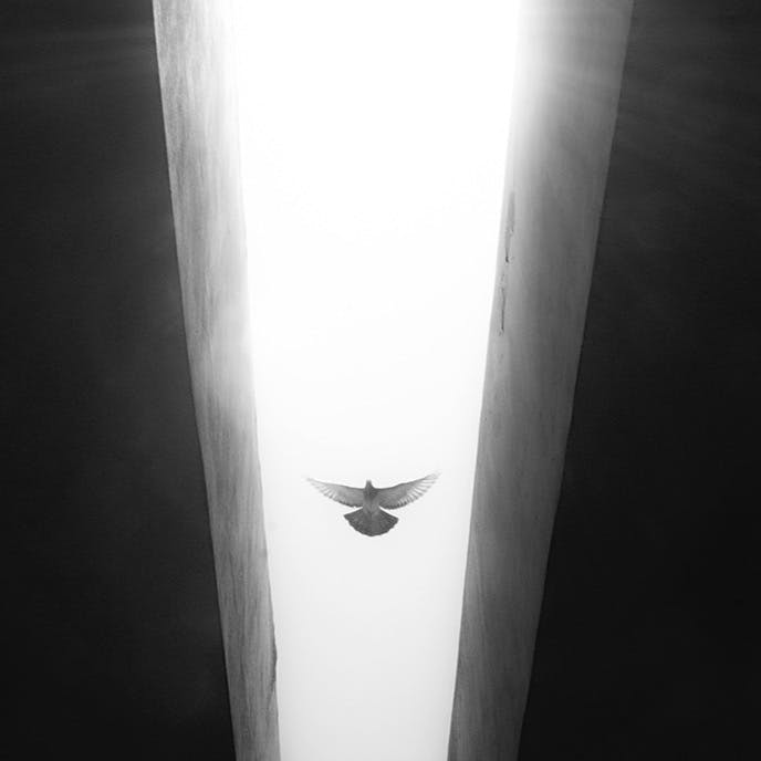 Luminous Bird – Sky Tunnel of Light
