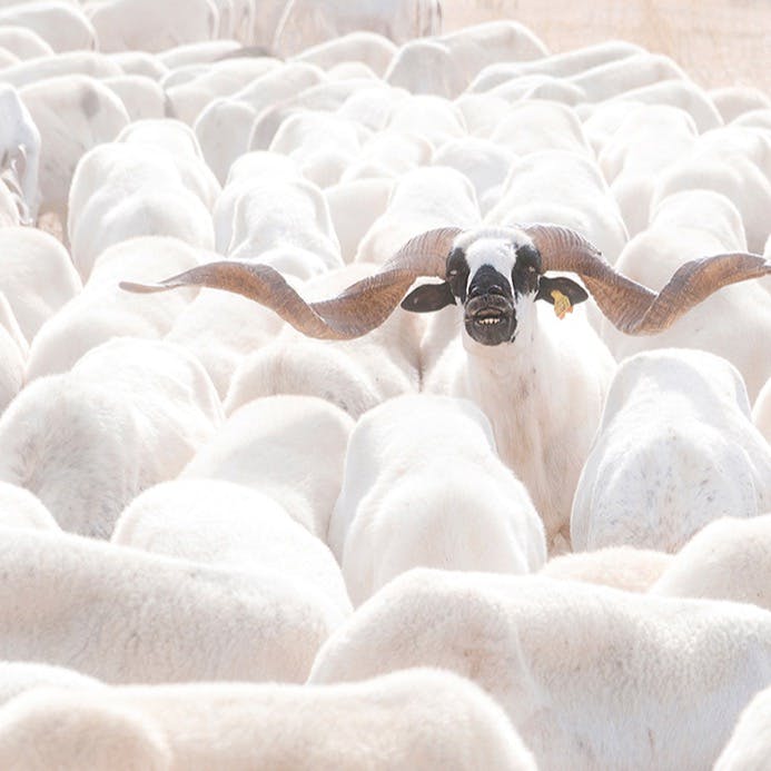 Out of the herd