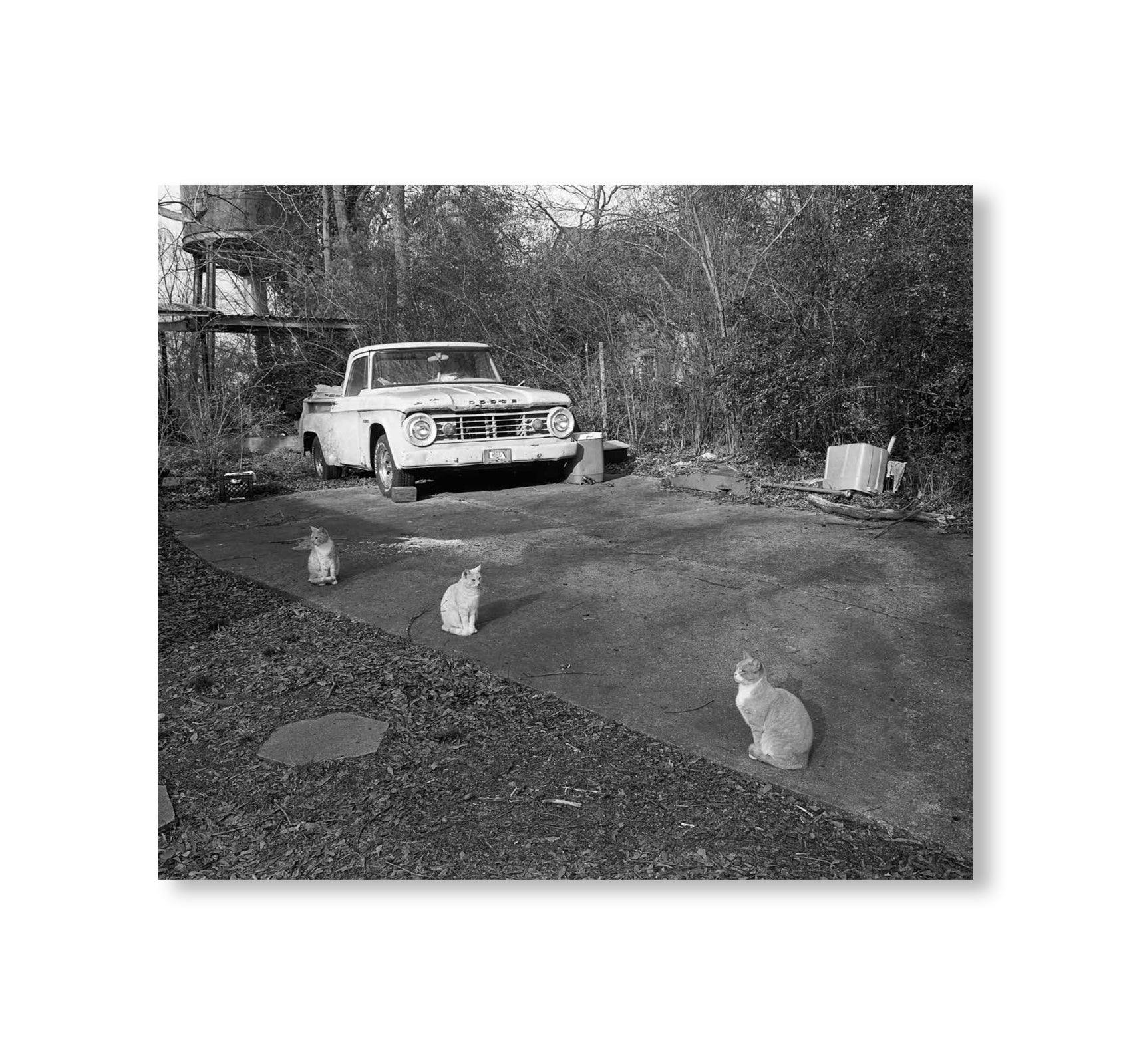 LOW FI CATS