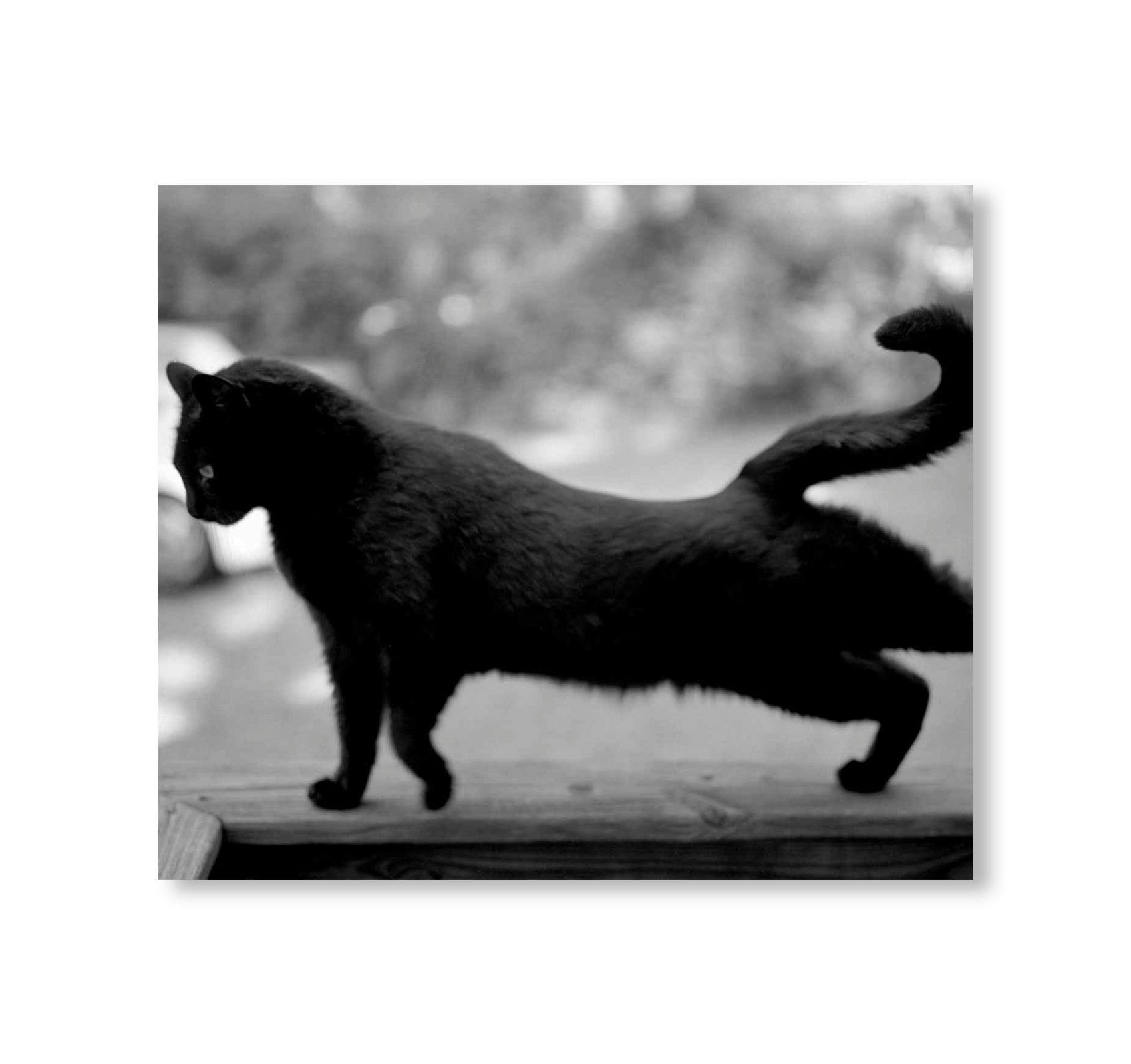 LOW FI CATS